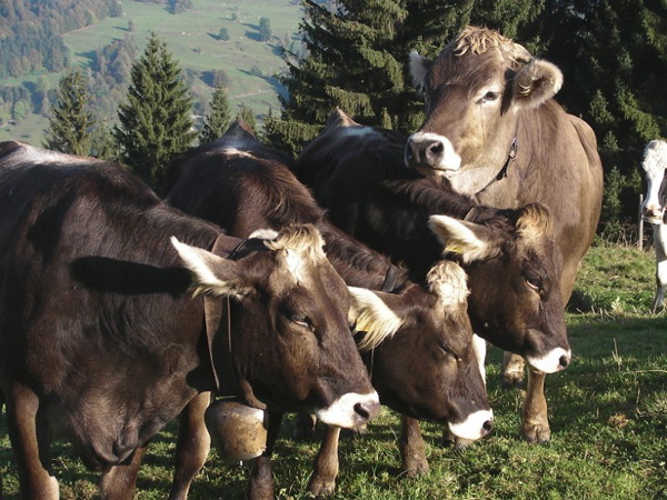 Viehabtrieb Alpe Gschwenderberg